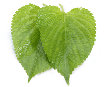 깻잎
